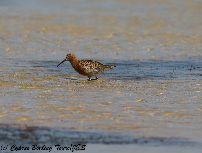 Curlew Sandpiper breeding plumage,  Akrotiri Salt Lake  6th July 2018 (c) Cyprus Birding Tours