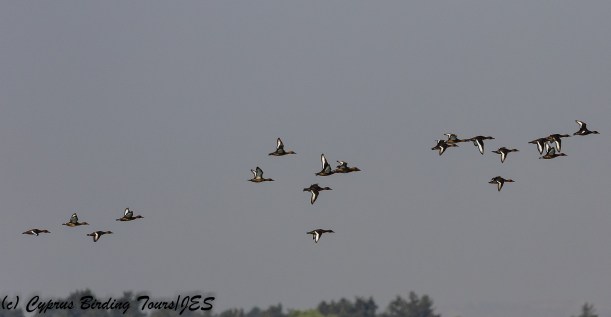 Ferruginous Duck, Larnaca Sewage Works, 30th July 2018 (c) Cyprus Birding Tours