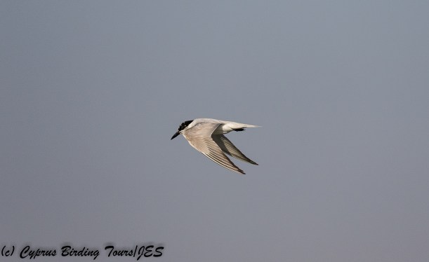Gull-billed Tern, Larnaca Sewage Works, 30th July 2018 (c) Cyprus Birding Tours