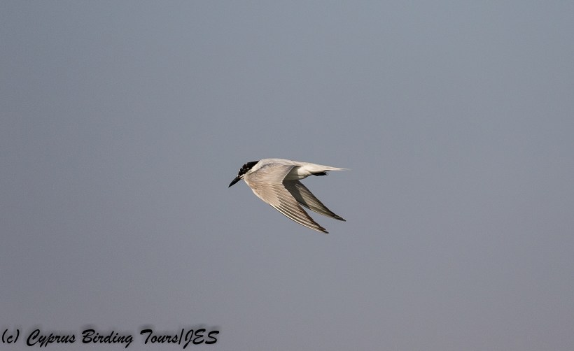 Gull-billed Tern, Larnaca Sewage Works, 30th July 2018 (c) Cyprus Birding Tours
