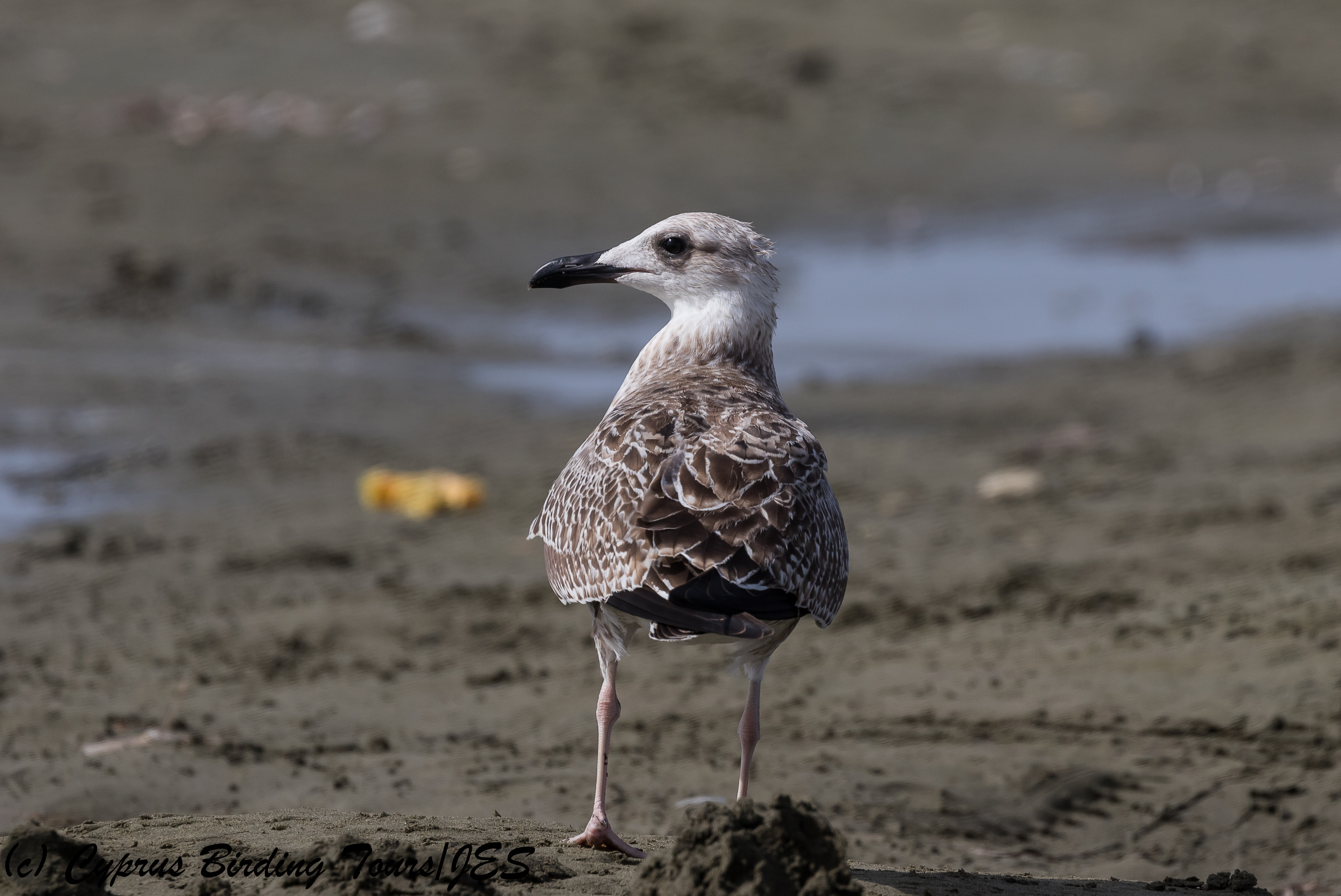 Yellow-legged Gull, Spiros Beach, 25th July 2018 (c) Cyprus Birding Tours