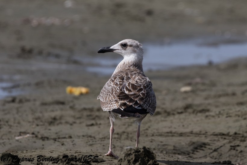Yellow-legged Gull, Spiros Beach, 25th July 2018 (c) Cyprus Birding Tours