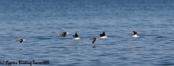 Black-winged Stilt, Polis Chrysochou Bay 11th August 2018 (c) Cyprus Birding Tours