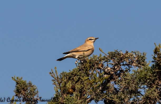 Isabelline Wheatear, Agia Napa Sewage Works, 9th August 2018 (c) Cyprus Birding Tours