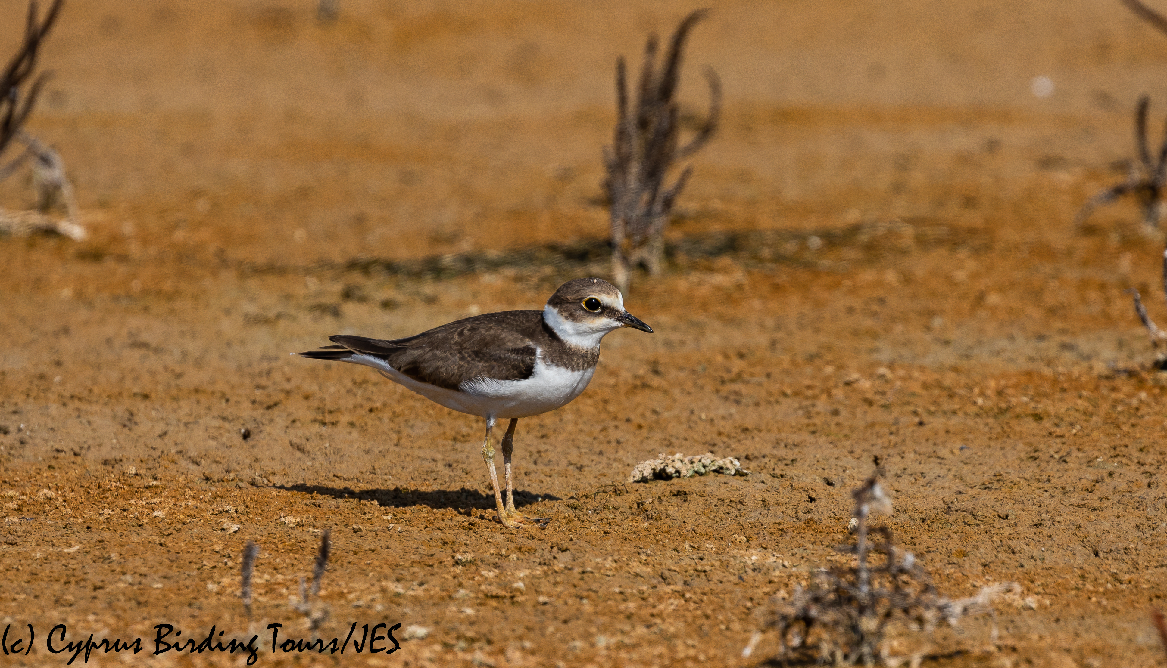 Little Ringed Plover juv, Akrotiri 8th August 2018 (c) Cyprus Birding Tours