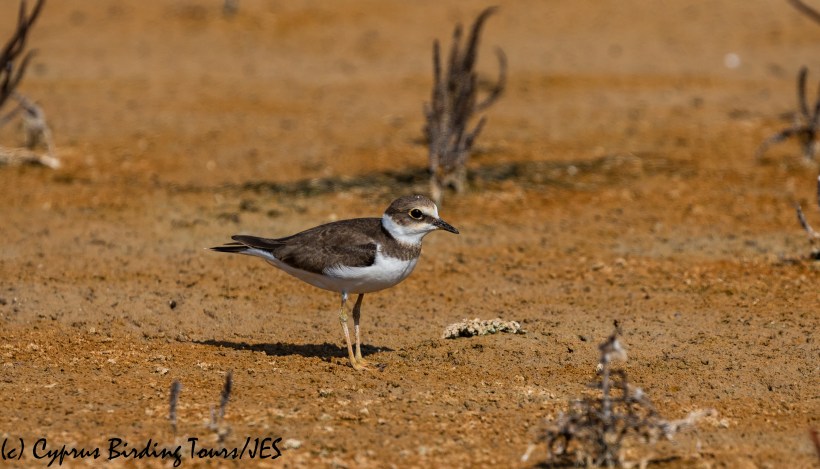 Little Ringed Plover juv, Akrotiri 8th August 2018 (c) Cyprus Birding Tours