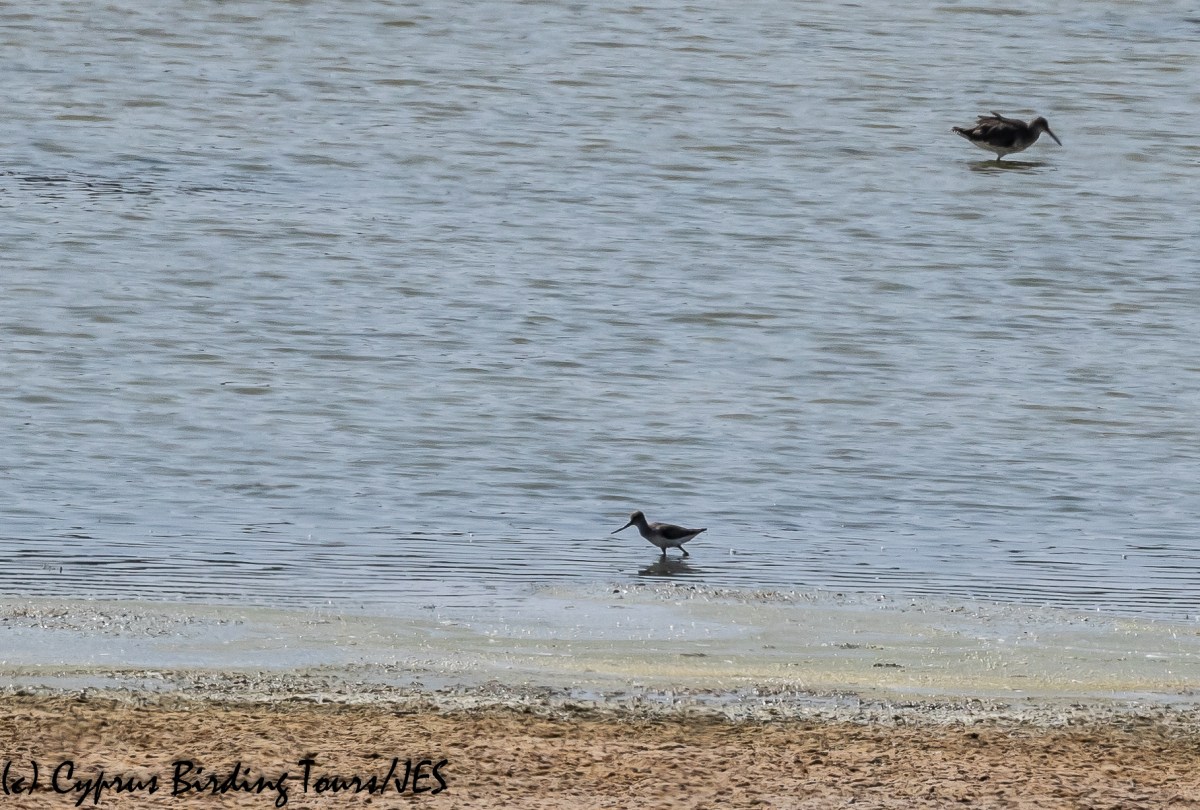 Terek Sandpiper, Oroklini Marsh 28th August 2018 (c) Cyprus Birding Tours