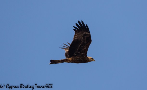 Black Kite, Cape Greco 13th September 2018 (c) Cyprus Birding Tours