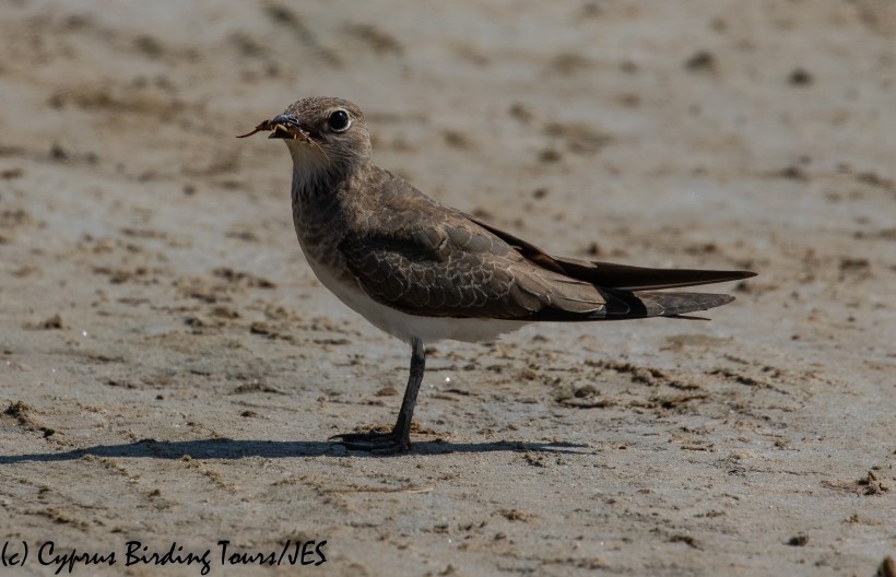 Collared Pratincole 4, AKrotiri Salt Lake 5th September 2018 (1 of 1)
