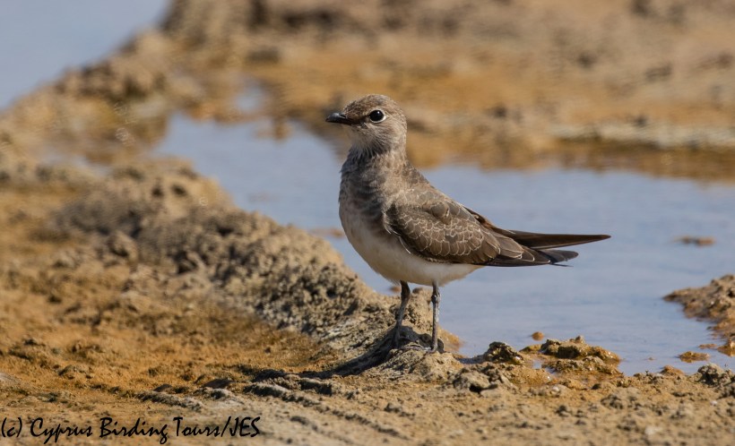 Collared Pratincole 8, AKrotiri Salt Lake 5th September 2018 (1 of 1)