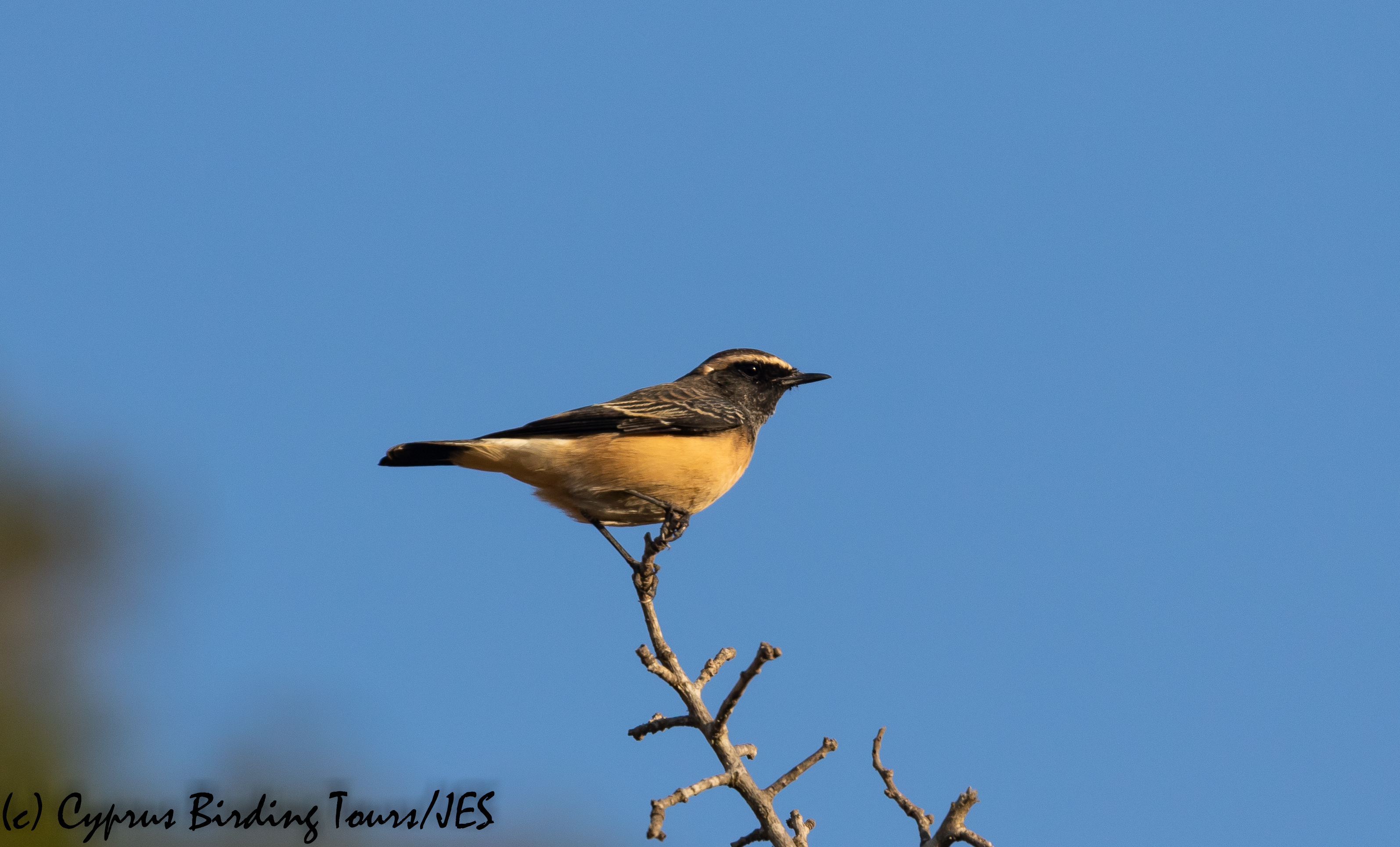 Cyprus Wheatear, Droushia 8th September 2018 (c) Cyprus Birding Tours