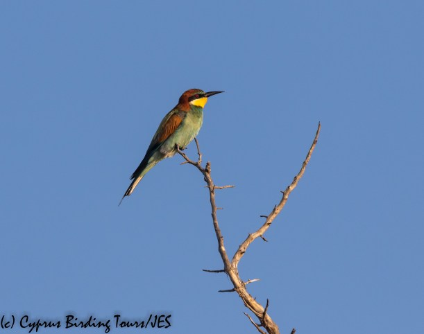 European Bee-eater, Arodes 9th September 2018 (c) Cyprus Birding Tours