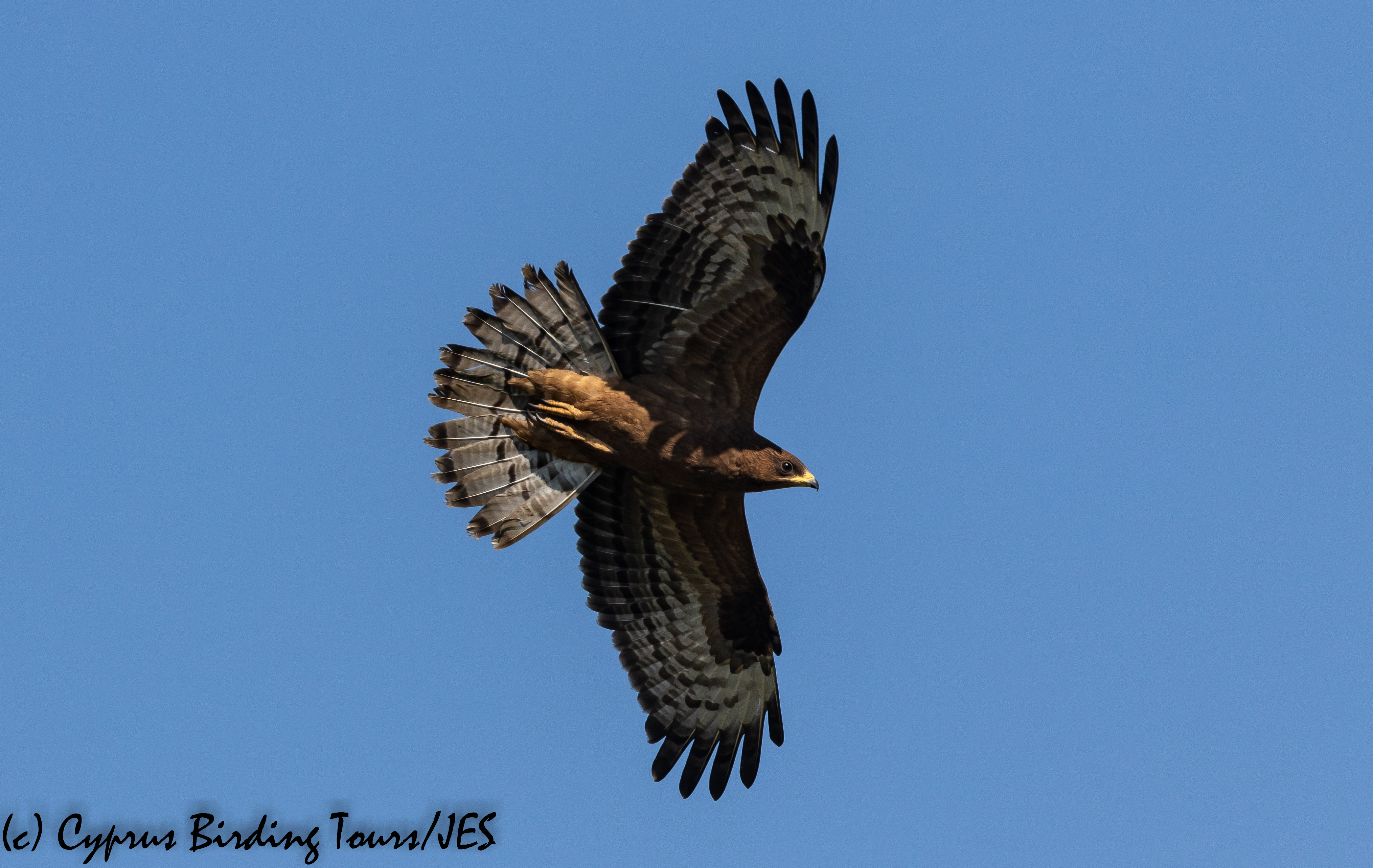 European Honey Buzzard, Phasouri 18th September 2018  (c) Cyprus Birding Tours