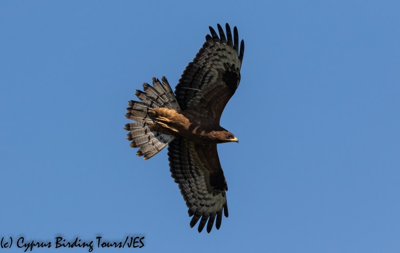 European Honey Buzzard, Phasouri 18th September 2018  (c) Cyprus Birding Tours