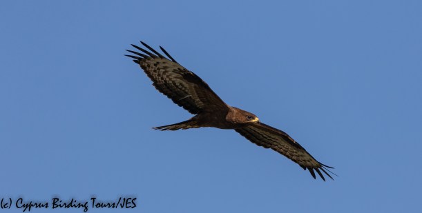 European Honey Buzzard, Phasouri 18th September 2018 (c) Cyprus Birding Tours