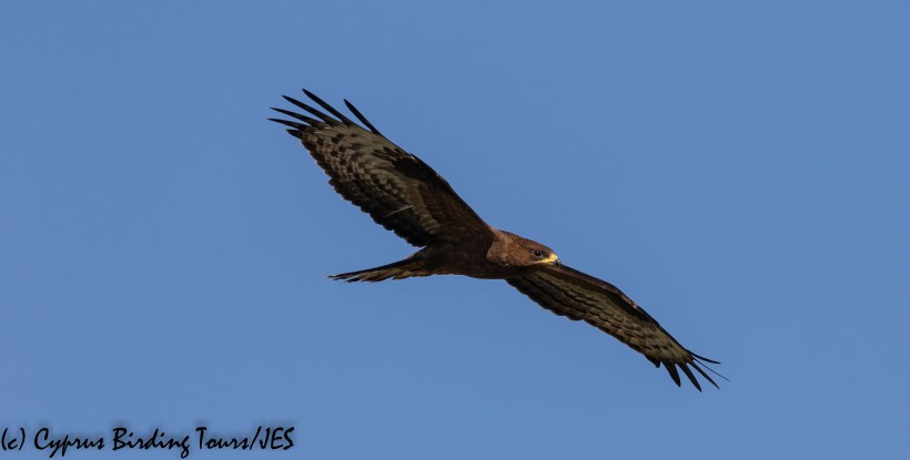 European Honey Buzzard, Phasouri 18th September 2018 (c) Cyprus Birding Tours