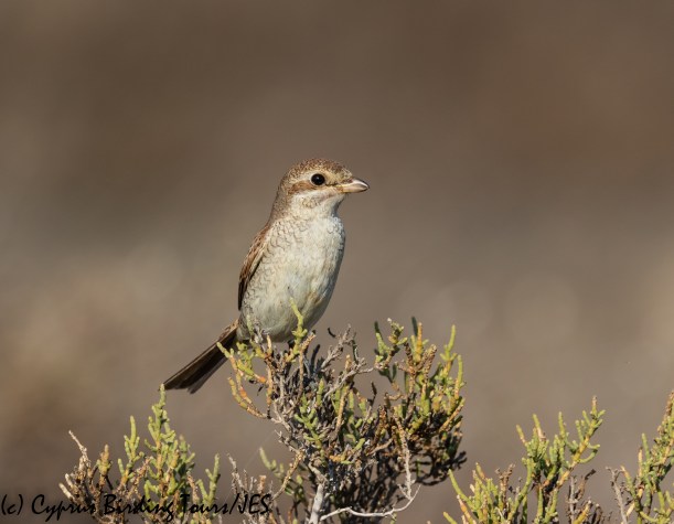 Red-backed Shrike, Larnaca 15th September 2018 (c) Cyprus Birding Tours