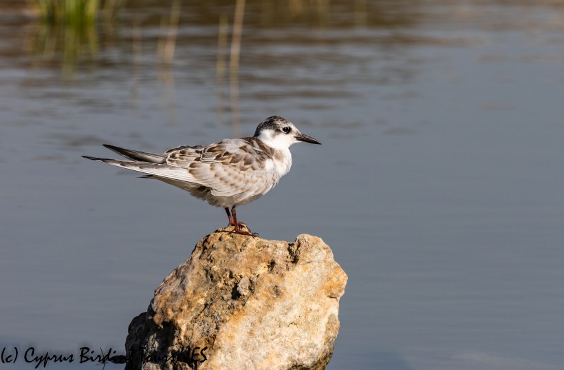 Whiskered Tern , Achna Dam 25th September 2018 (c) Cyprus Birding Tours