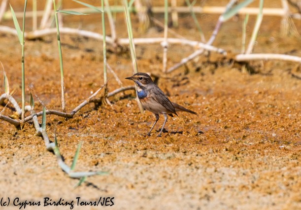 Bluethroat, Akrotiri Salt Lake 14th October 2018 (c) Cyprus Birding Tours