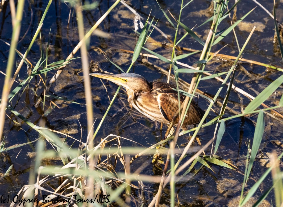 Little Bittern, Phasouri 29th October 2018 (c) Cyprus Birding Tours