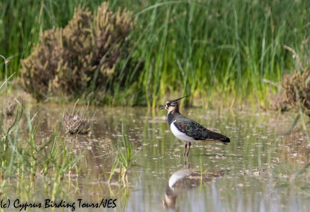 Northern Lapwing, Akrotiri Salt Lake, 9th October 2018 (c) Cyprus Birding Tours