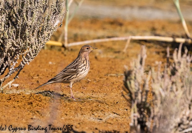 Red-throated Pipit, Akrotiri Salt Lake 14th October 2018-1