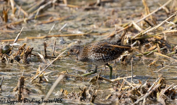 Spotted Crake, Zakaki Marsh 9th October 2018 (c) Cyprus Birding Tours