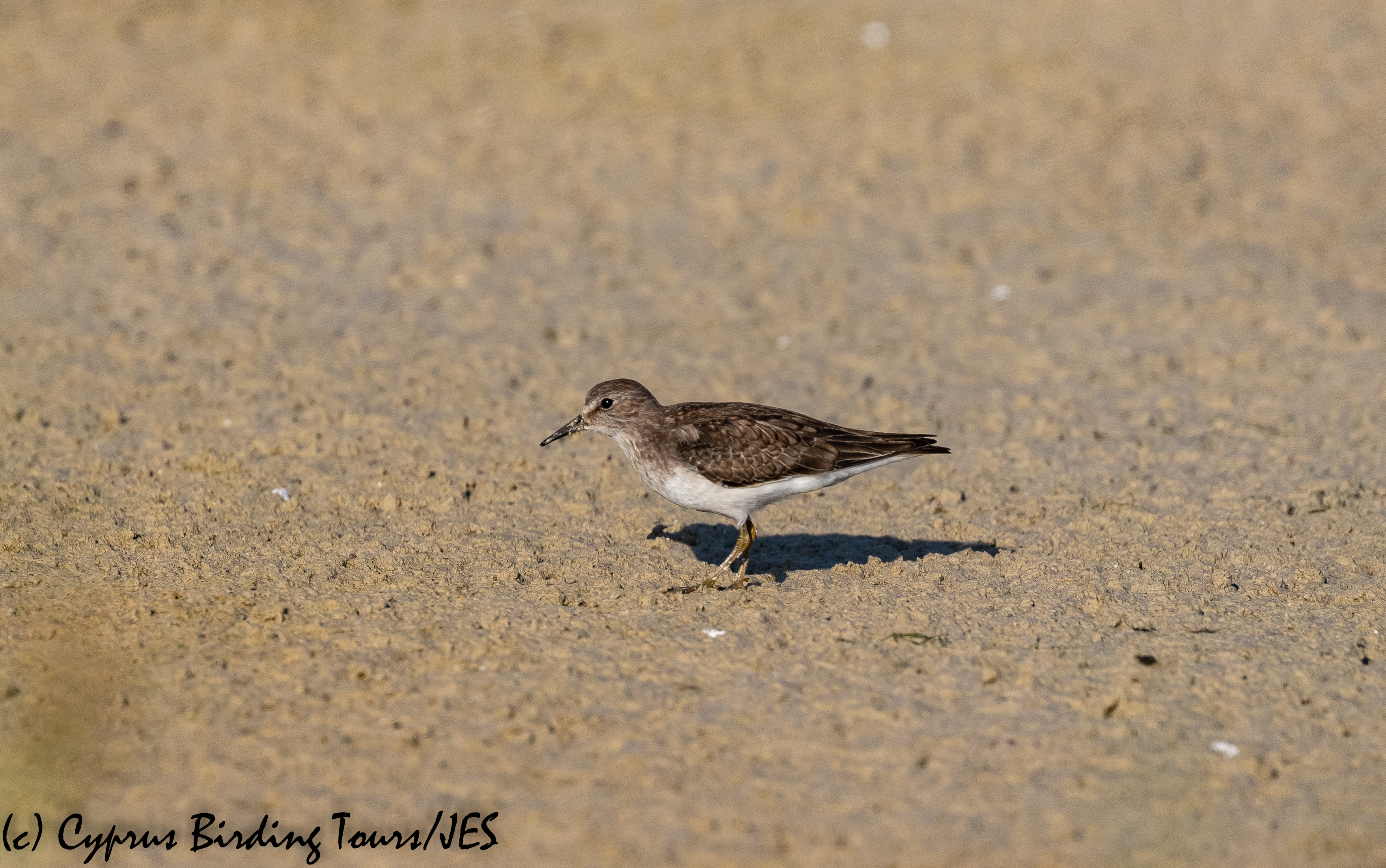 Temminck's Stint, Akrotiri Salt Lake 14th October 2018-1