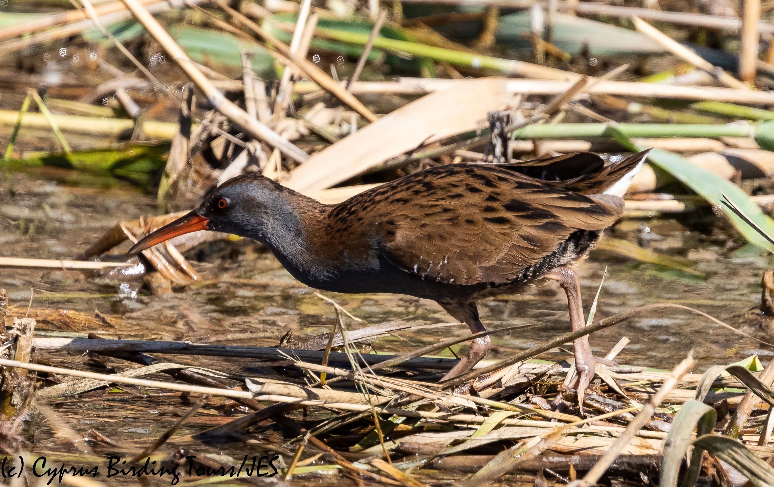 Water Rail, Zakaki Marsh, 14th October 2018-1