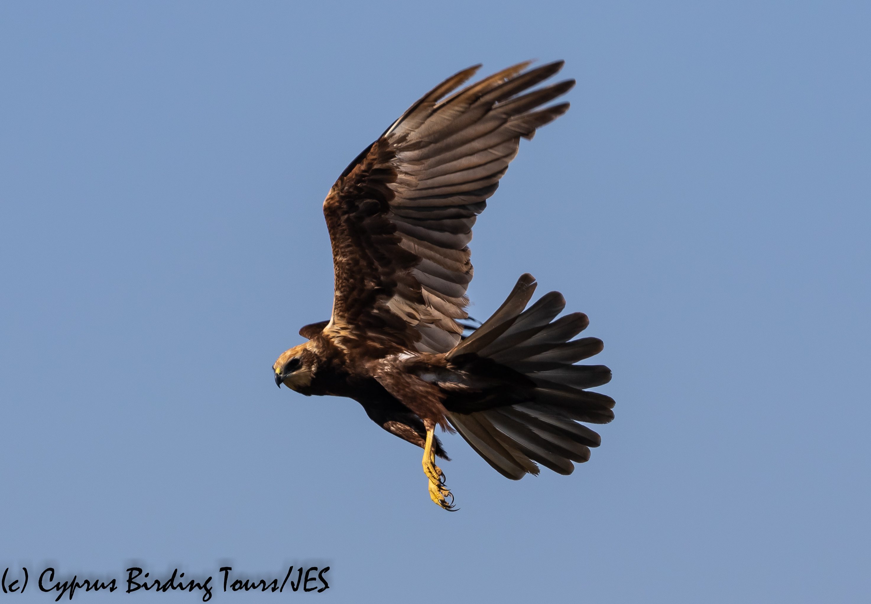 Western Marsh Harrier, Zakaki Marsh, 14th October 2018-1