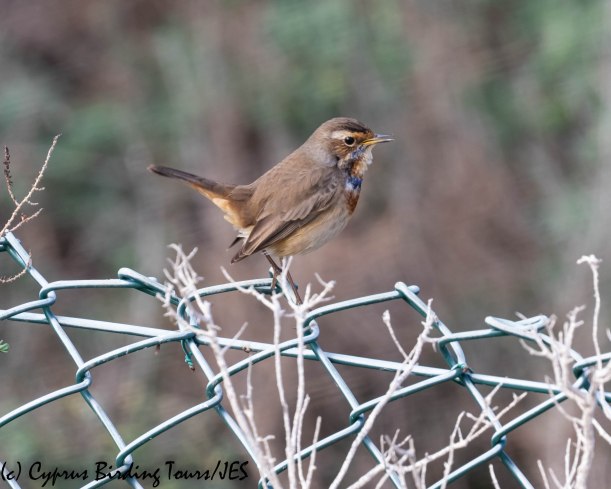 Bluethroat, LSW 19th November 2018 (c) Cyprus Birding Tours