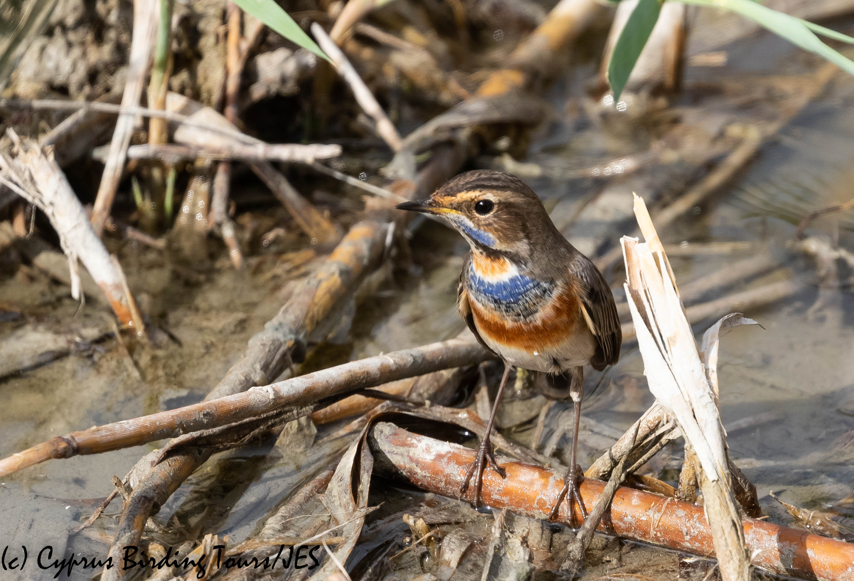 Bluethroat, Zakaki 23rd November 2018 (c) Cyprus Birding Tours