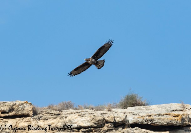 Bonelli's Eagle, Agios Sozomenos 8th November 2018 (c) Cyprus Birding Tours