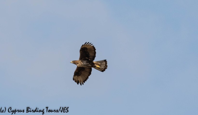 Bonelli's Eagle 3, Agios Sozomenos 8th November 2018 (1 of 1)