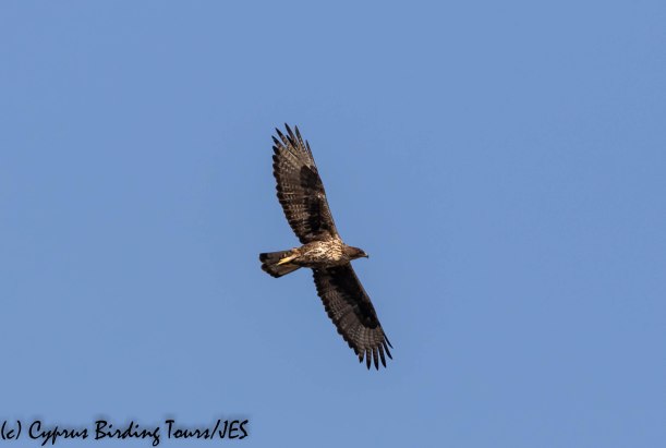 Bonelli's Eagle 4, Agios Sozomenos 8th November 2018 (1 of 1)