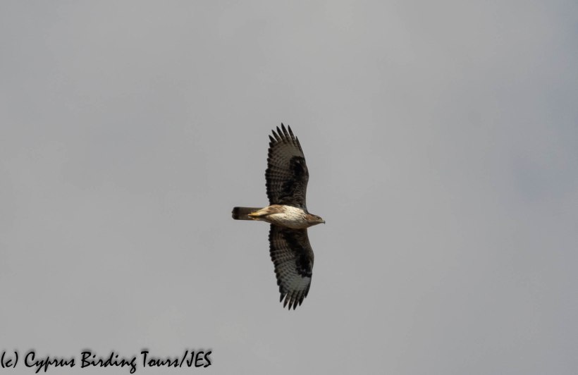 Bonelli's Eagle 5, Agios Sozomenos 8th November 2018 (1 of 1)
