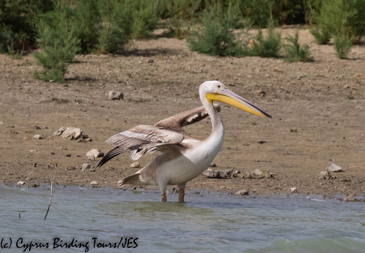 Great White Pelican, Akhna Dam, 3rd November 2018 (c) Cyprus Birding Tours