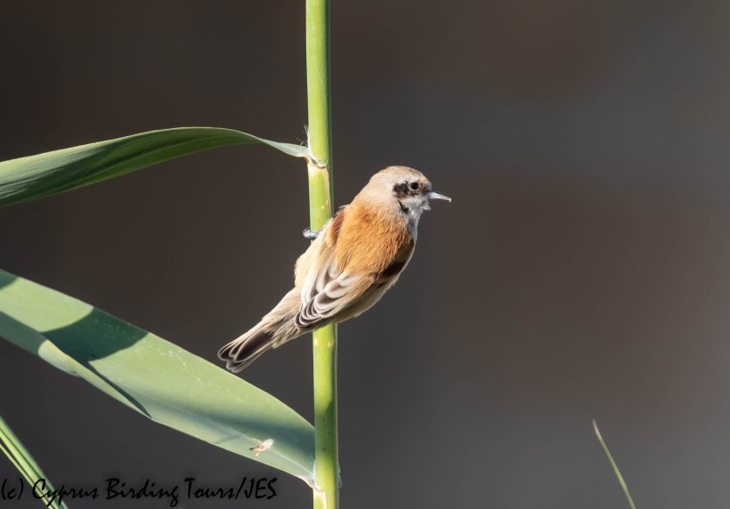 Penduline Tit, LSL, 19th November 2018 (1 of 1)