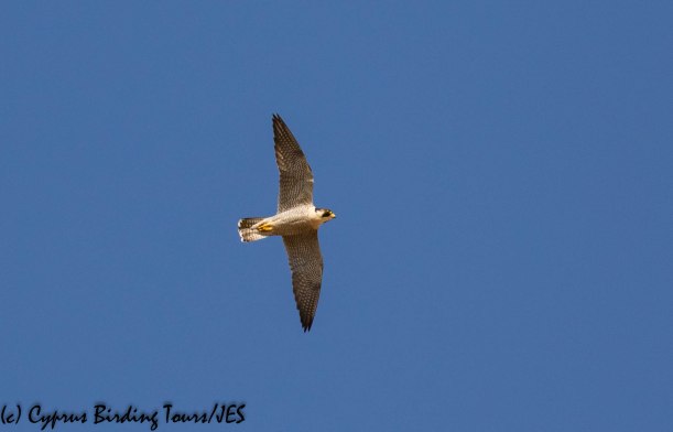 Peregrine Falcon, Agios Sozomenos 8th November 2018 (1 of 1)