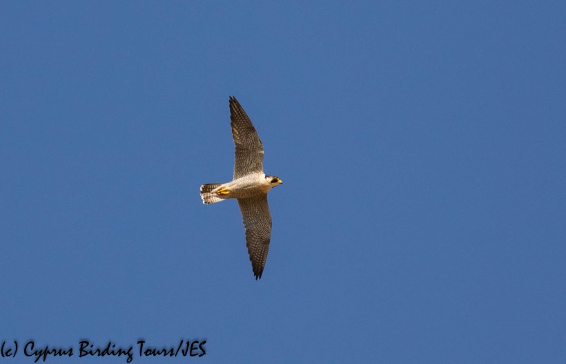 Peregrine Falcon, Agios Sozomenos 8th November 2018 (1 of 1)