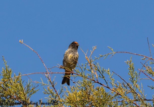 Red-fronted Serin, Limassol 2nd November 2018 (c) Cyprus Birding Tours