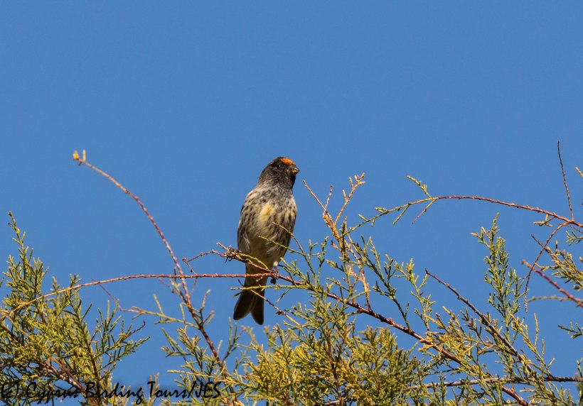 Red-fronted Serin, Limassol 2nd November 2018 (c) Cyprus Birding Tours