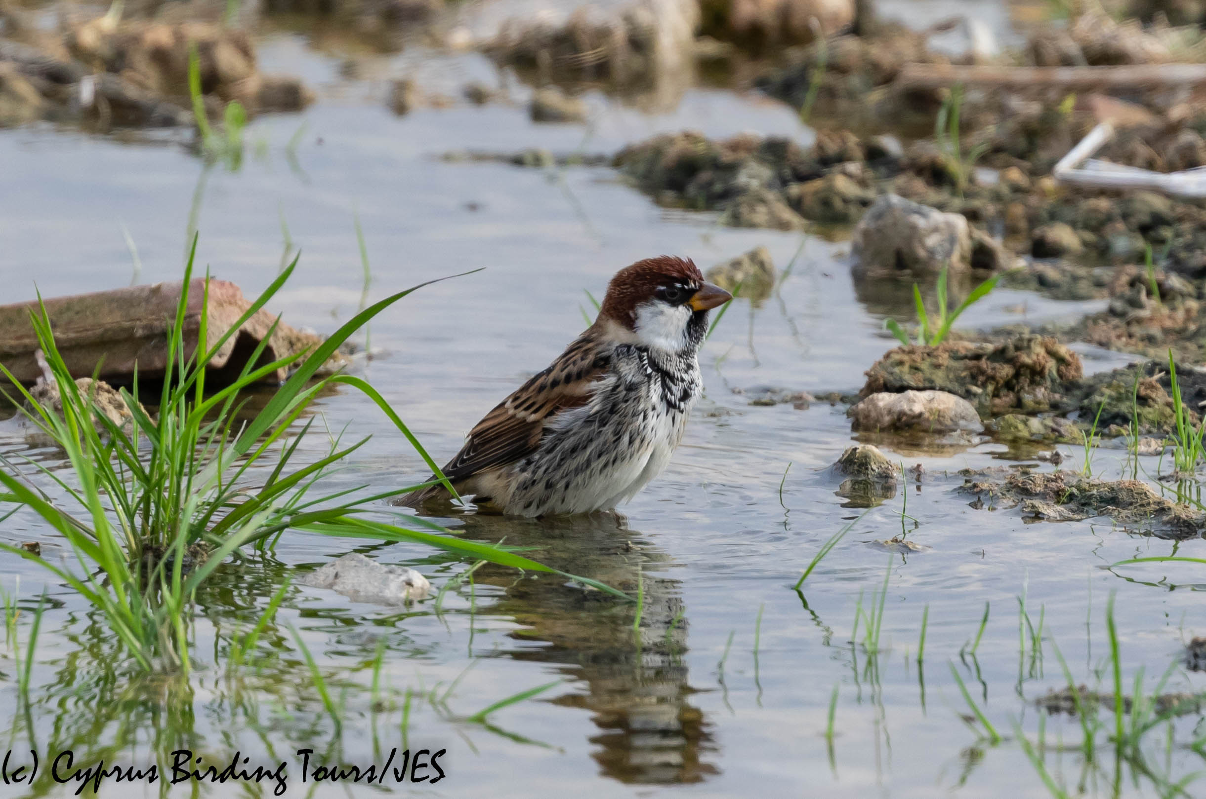 Spanish Sparrow, Nicosia 28th November 2018 (c) Cyprus Birding Tours