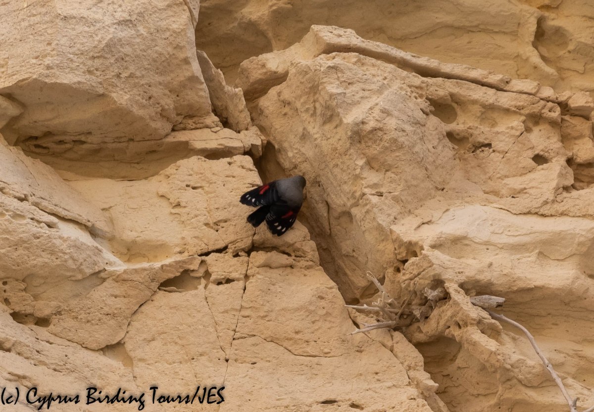 Wallcreeper, Avakas Gorge 20th November 2018 (c) Cyprus Birding Tours