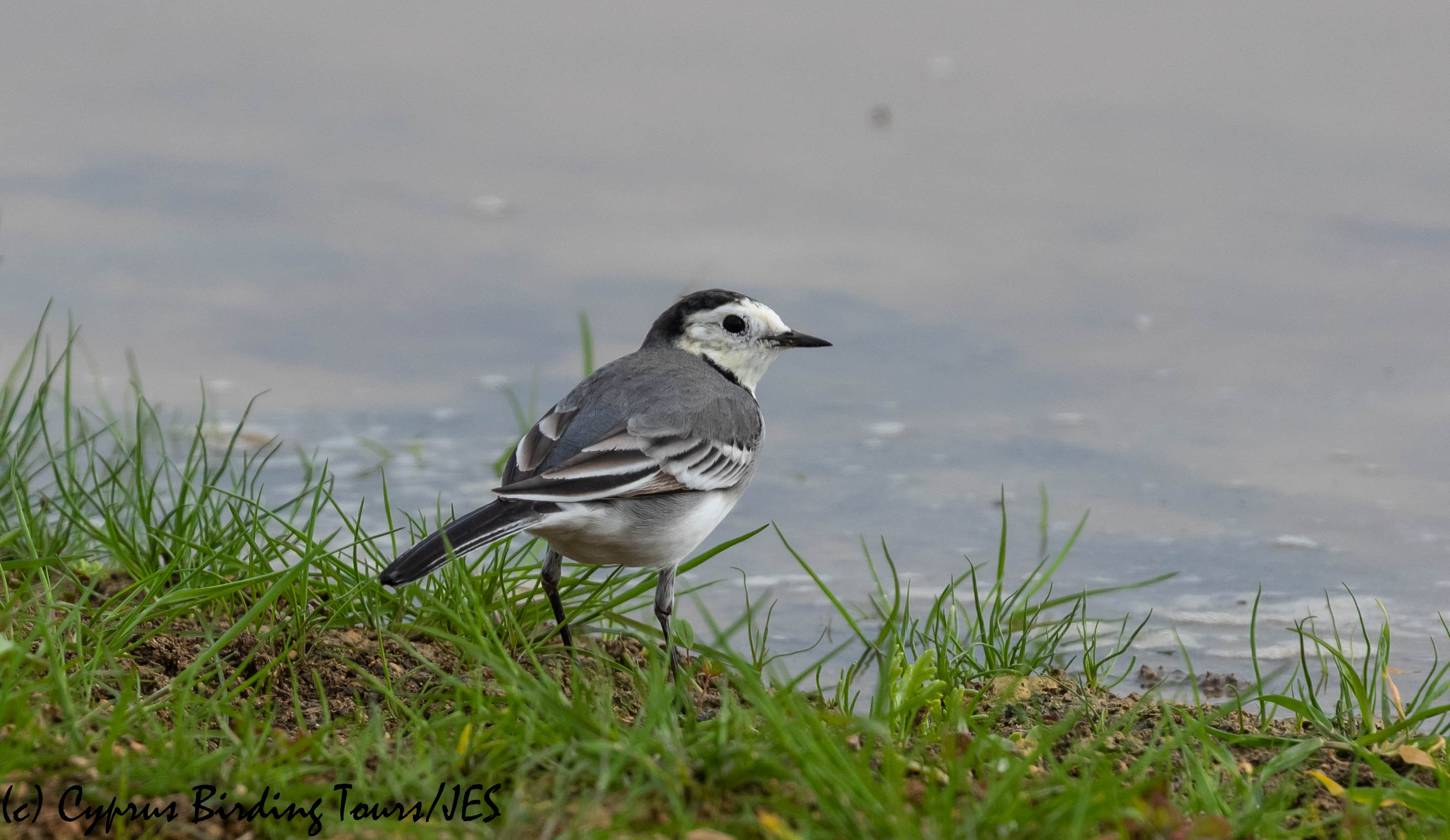 White Wagtail, Nicosia 28th November 2018 (c) Cyprus Birding Tours
