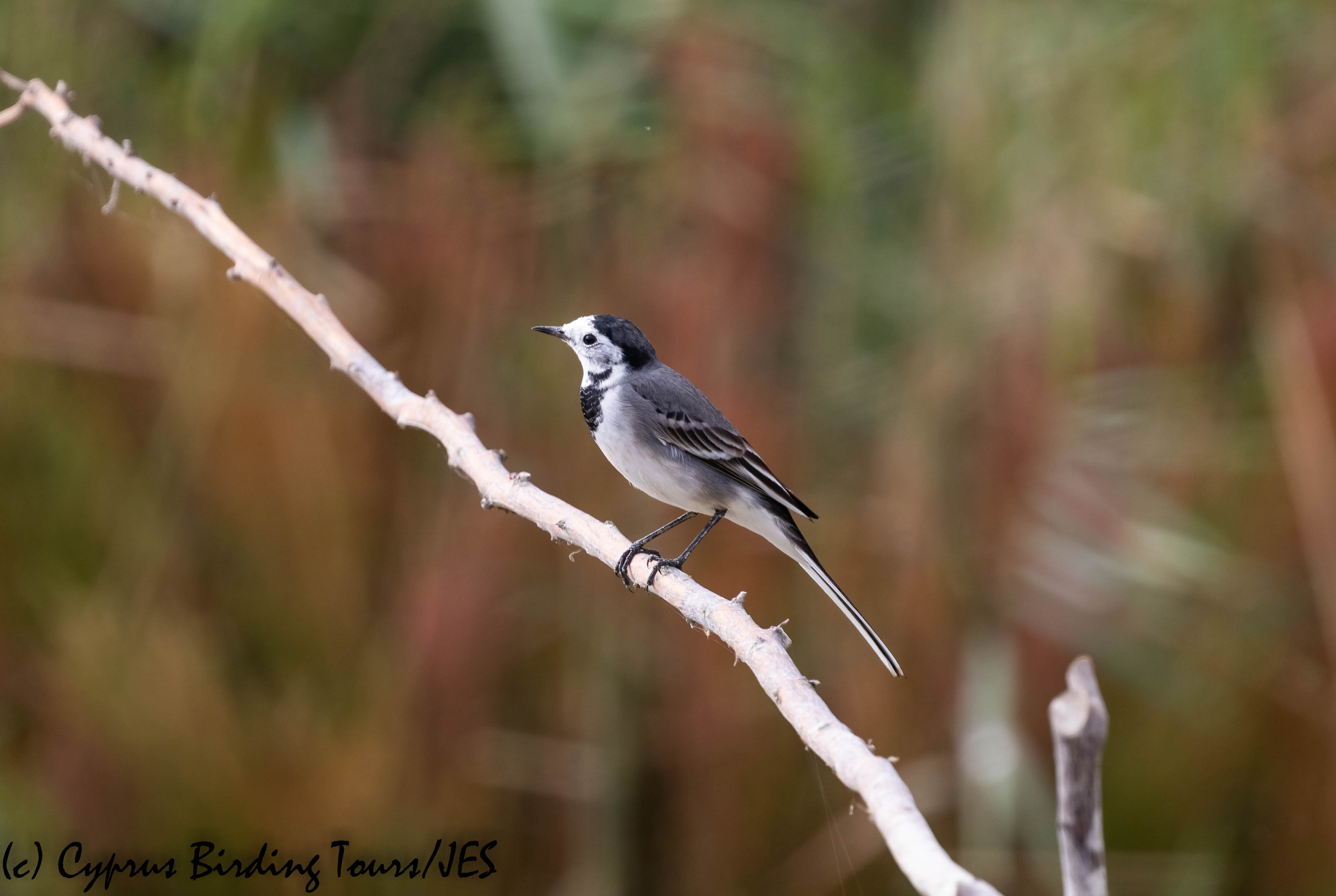 White Wagtail, Zakaki 23rd November 2018 (c) Cyprus Birding Tours
