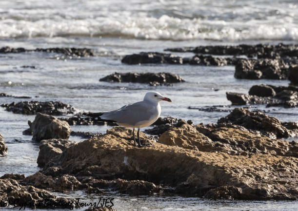 Audouin's Gull, Kermia Beach 11th December 2018 (c) Cyprus Birding Tours