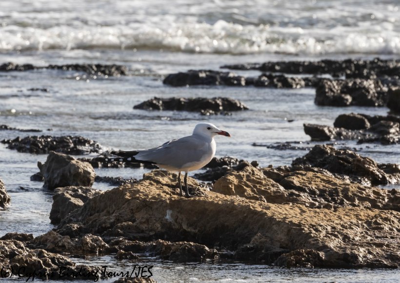 Audouin's Gull, Kermia Beach 11th December 2018 (c) Cyprus Birding Tours