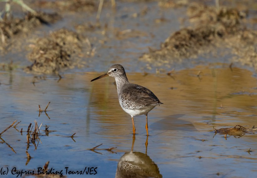 Common Redshank, Oroklini Marsh 11th December 2018 (c) Cyprus Birding Tours