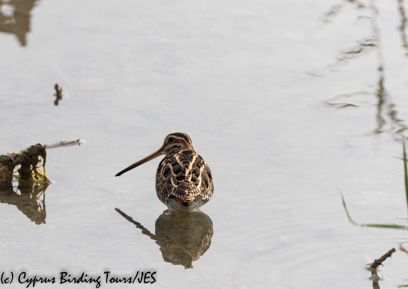 Common Snipe, Larnaca 5th December 2018 (c) Cyprus Birding Tours